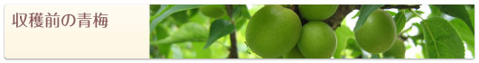 収穫前の青梅