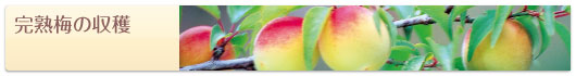 完熟梅の収穫